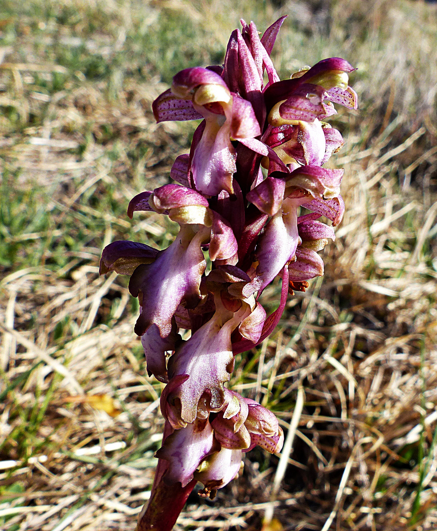 Wild gewachsene Orchidee