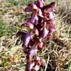 Wild gewachsene Orchidee