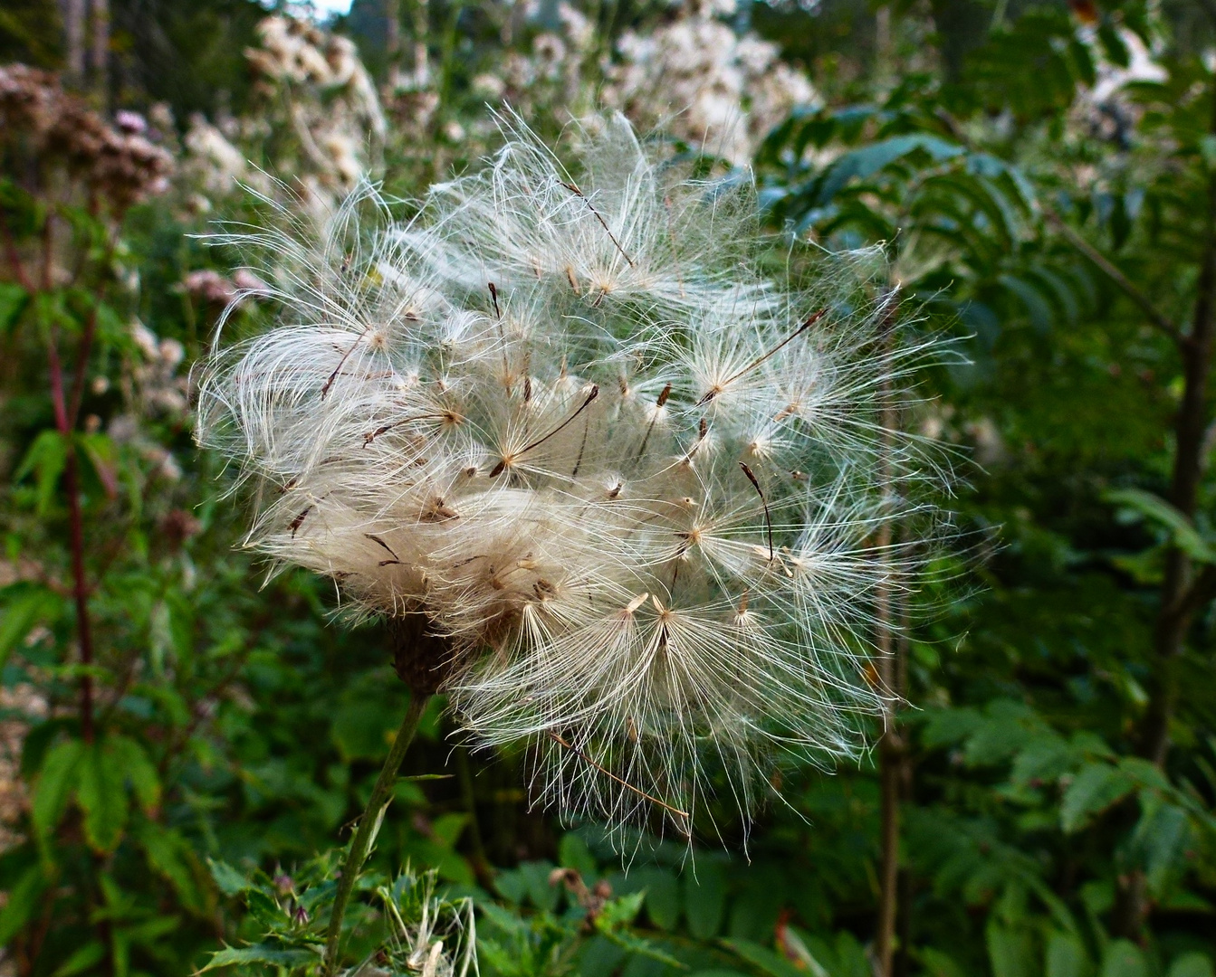 Wild-gewordene Samen