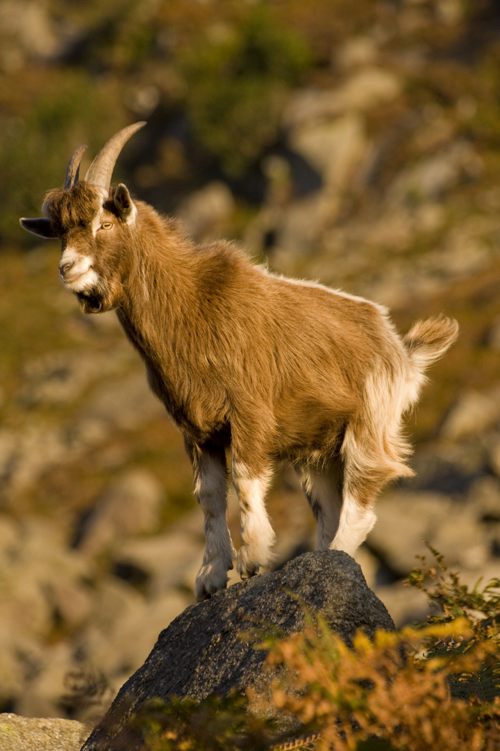 Wild Goat - Wicklow Mountains