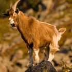 Wild Goat - Wicklow Mountains