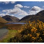 wild gorse....