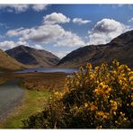 wild gorse....