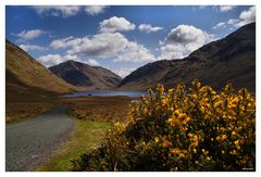 wild gorse....