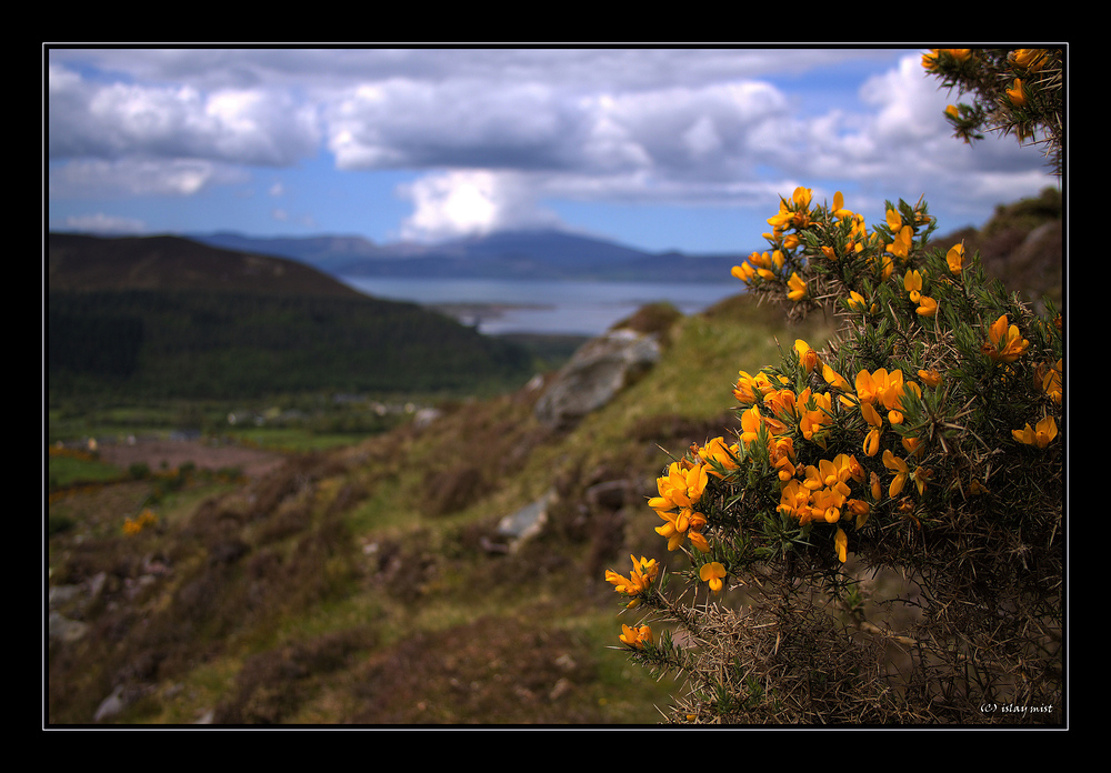 Wild Gorse...