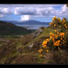 Wild Gorse...