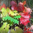 Wild Grape Vine Climbing an Oak