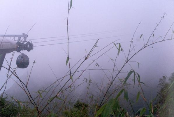 Wild grass in the mountain