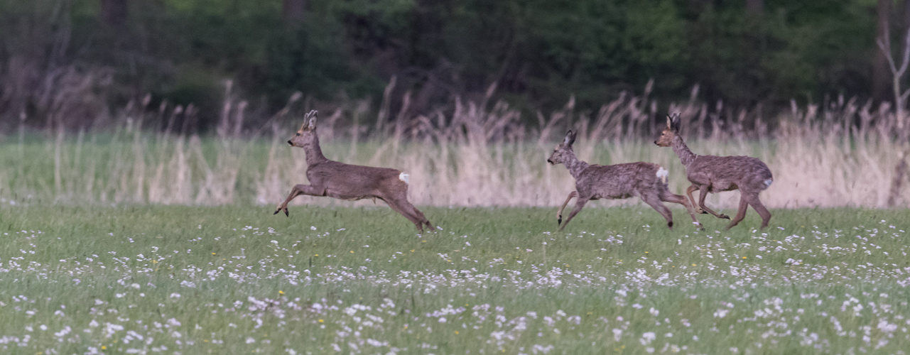 Wild Gruppe 1