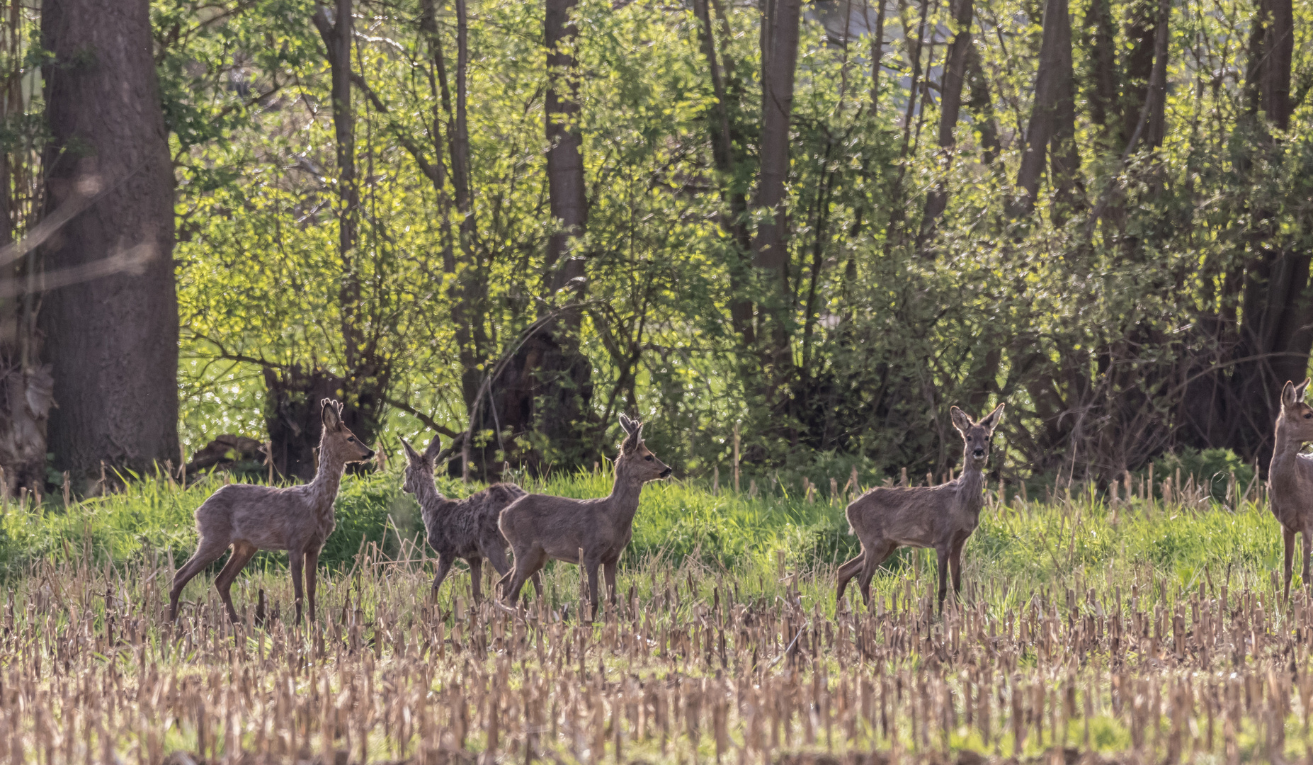 Wild Gruppe 2