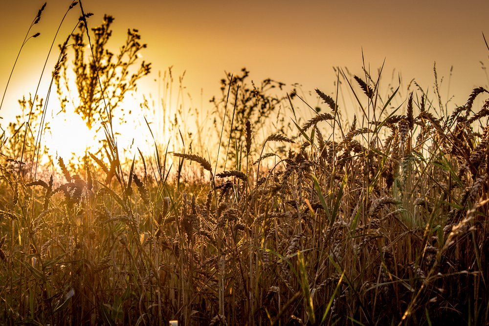 Wild Harvest