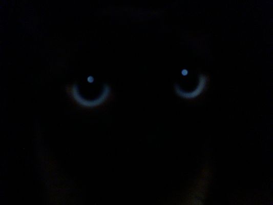 wild heart in freedom