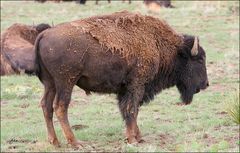 Wild Herd of Buffalo......