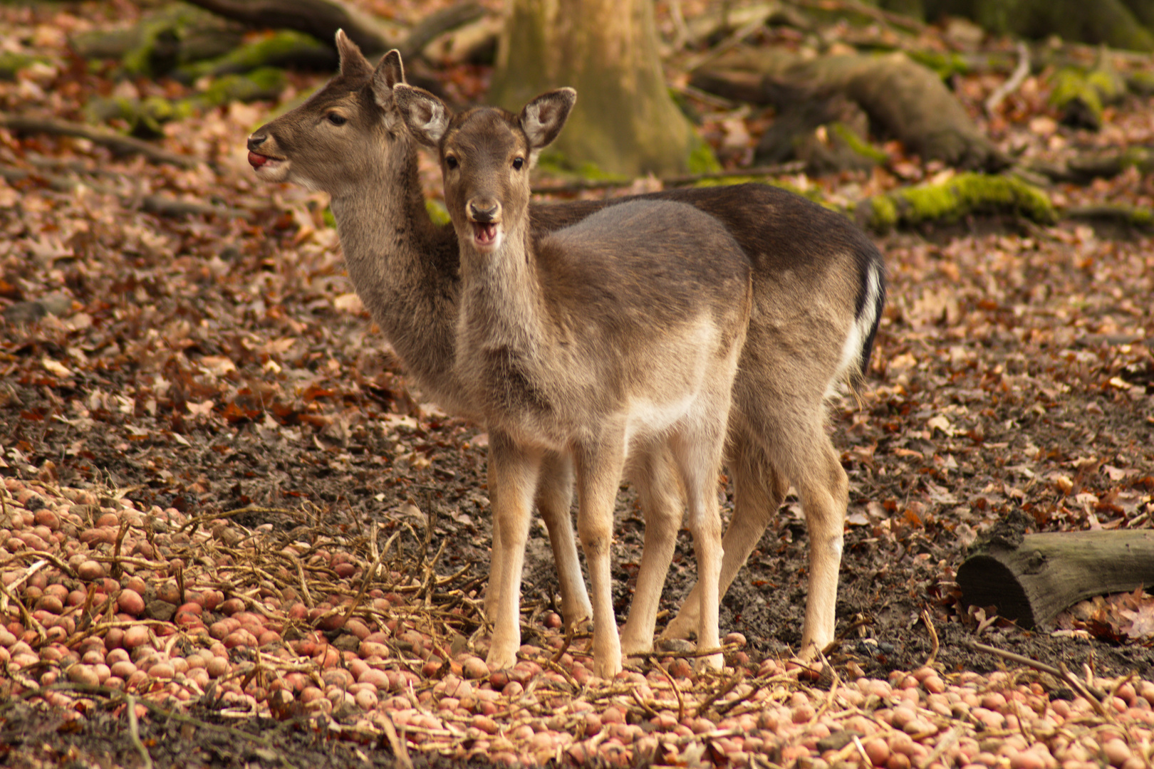 Wild Hohenstein