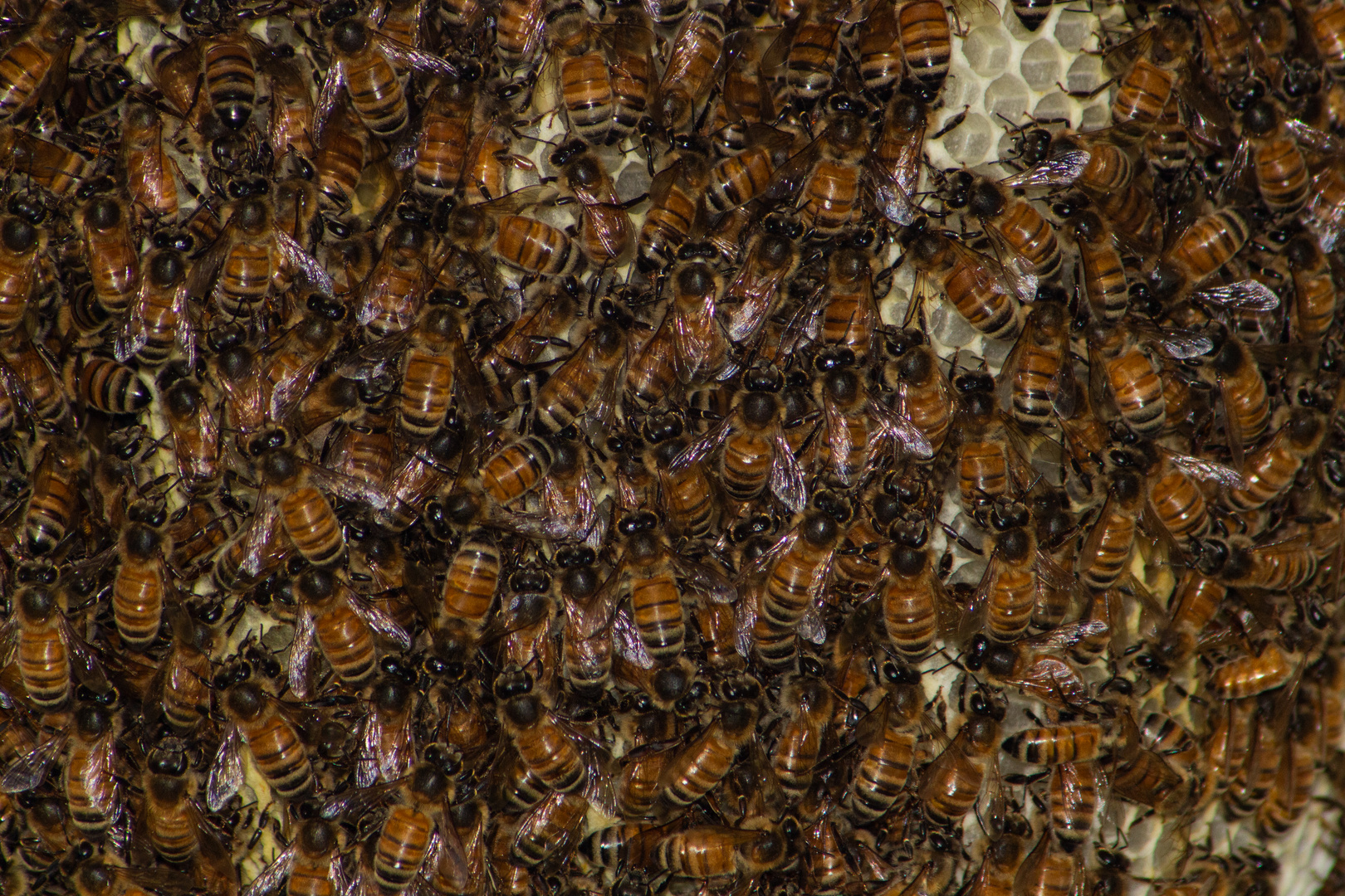 Wild Honeybees