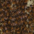 Wild Honeybees