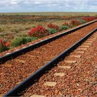 * Wild hops along the Ghan railway line *