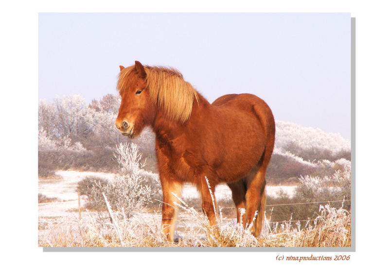 Wild horse