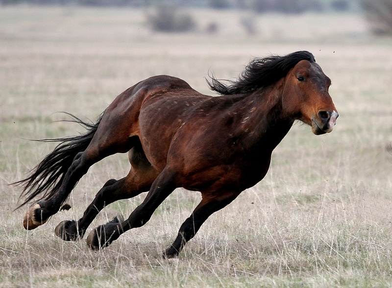 Wild Horse