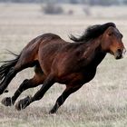 Wild Horse