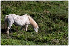 Wild horse at St. Davids Head