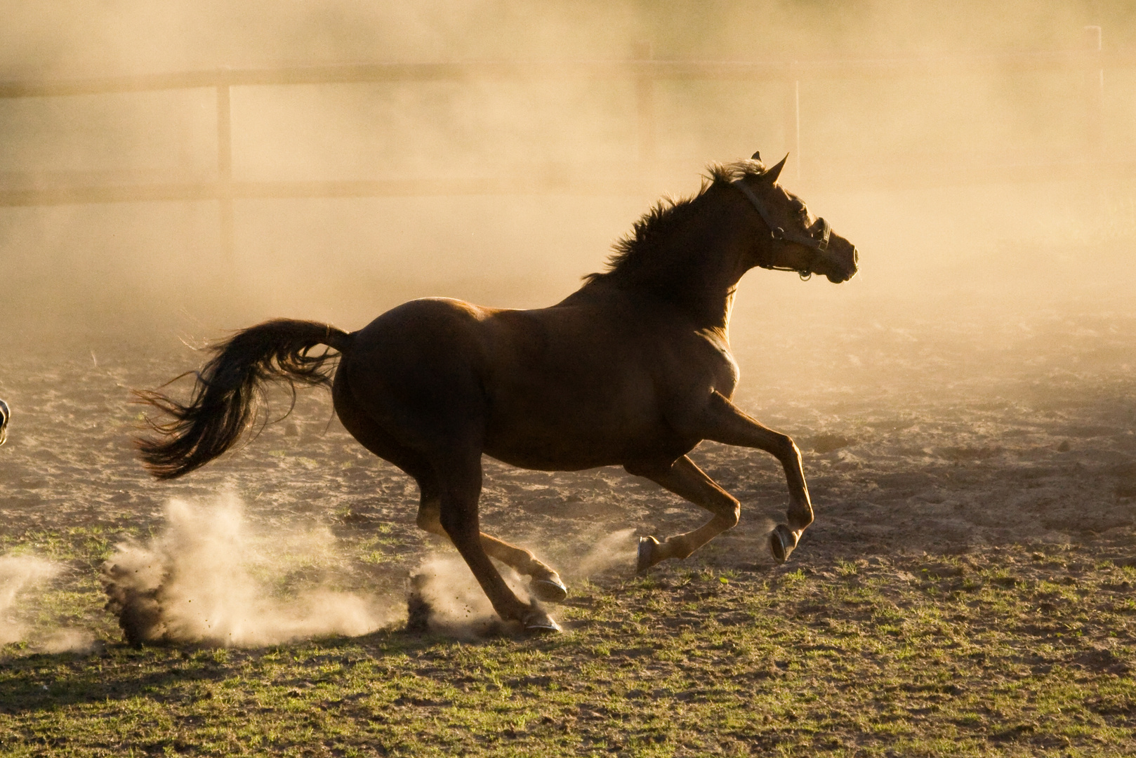 Wild Horse