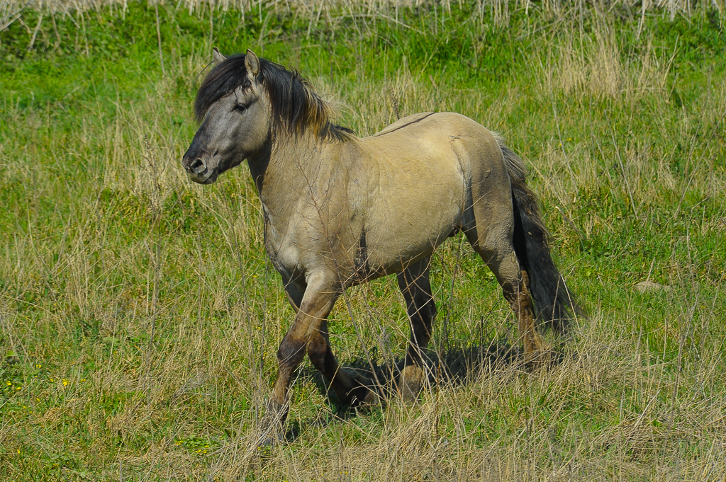 Wild Horse