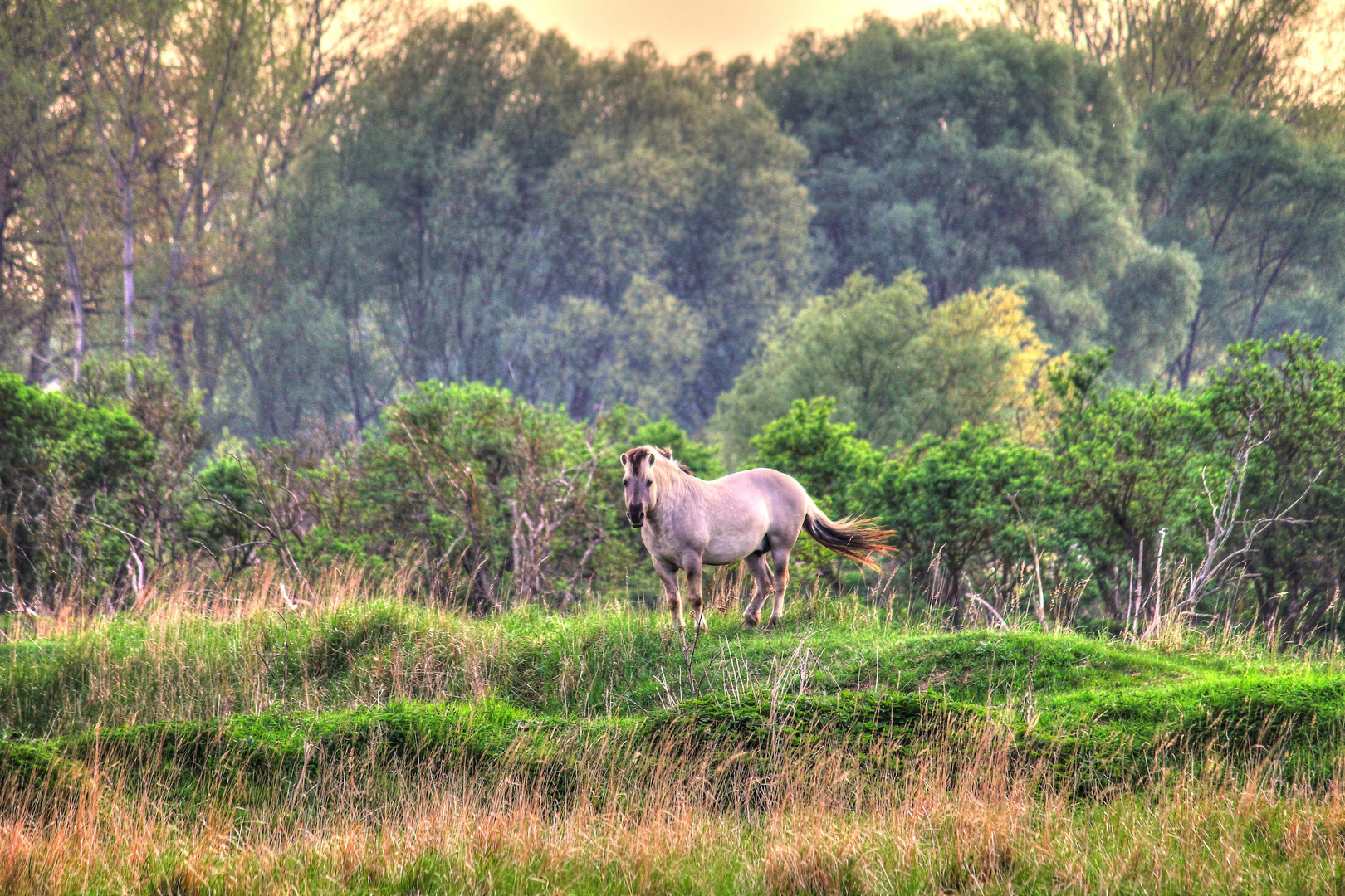 Wild Horse