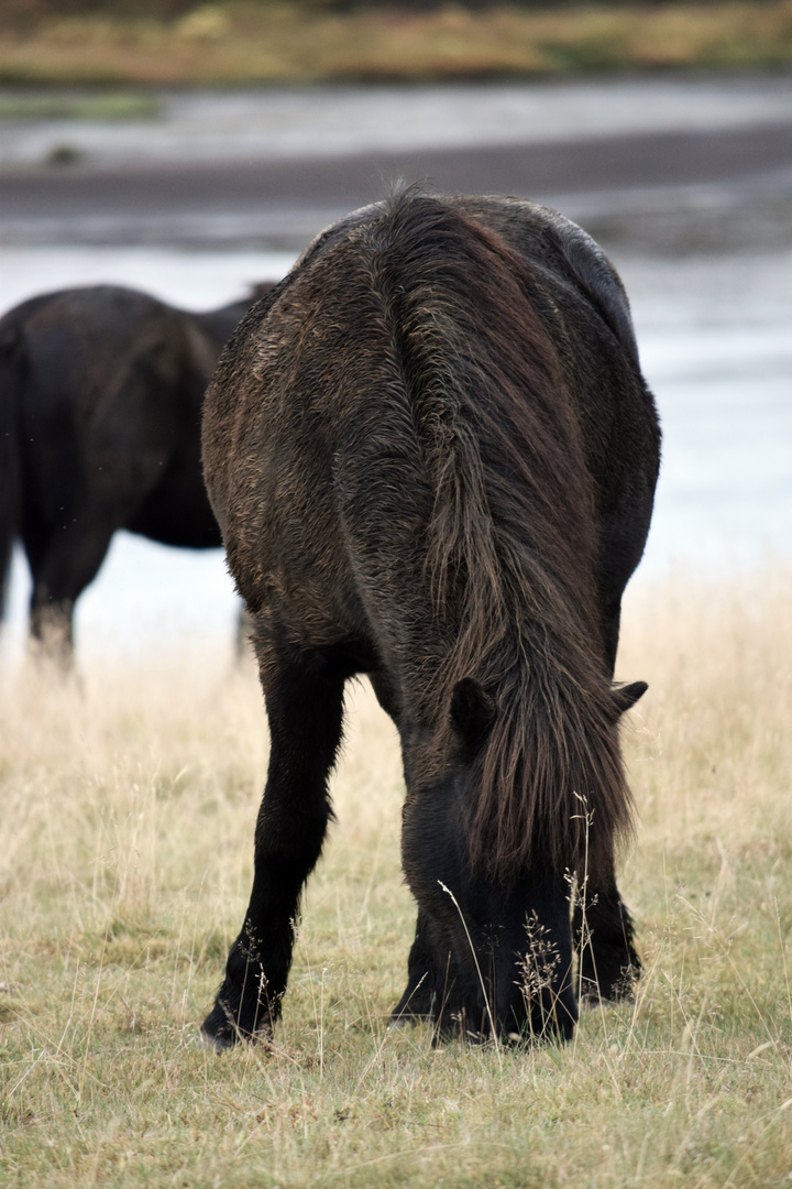 Wild Horselife