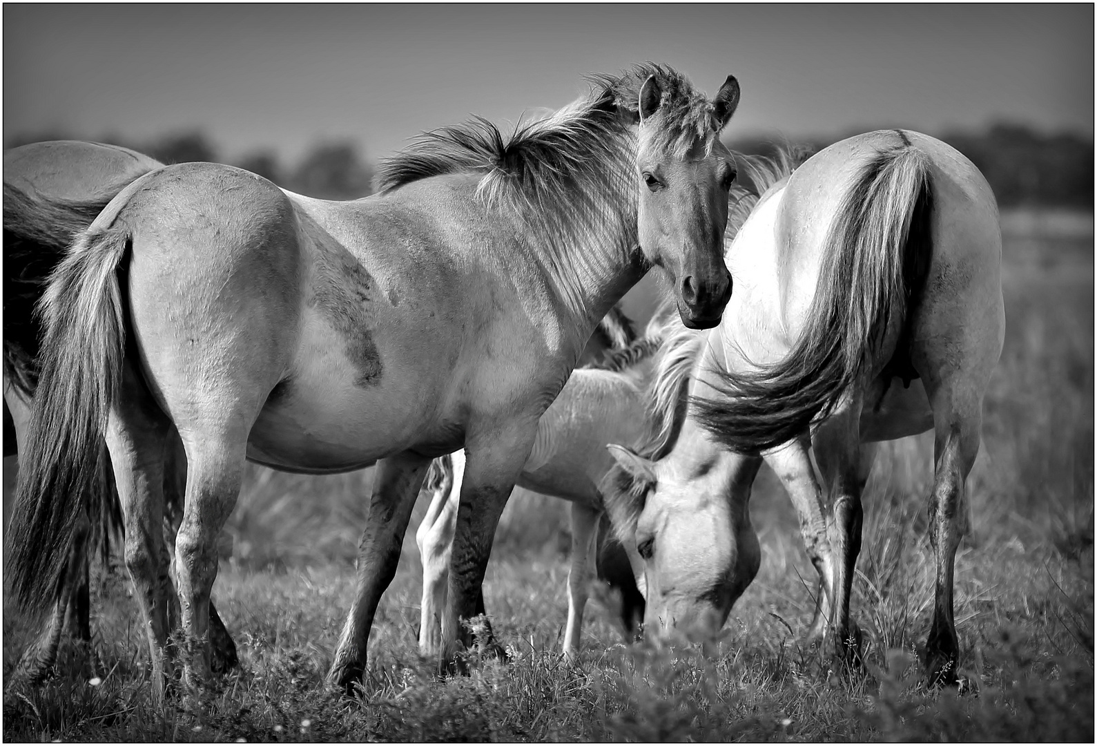 wild horses