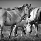 wild horses