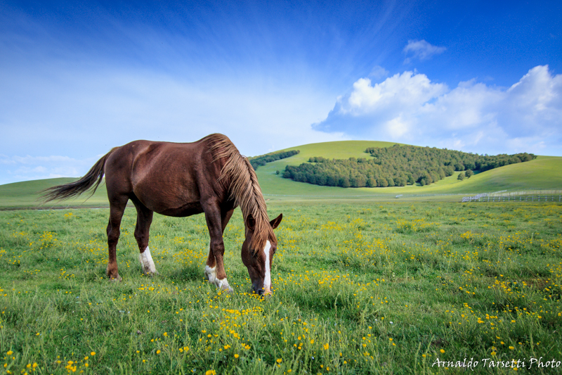 Wild Horses #1