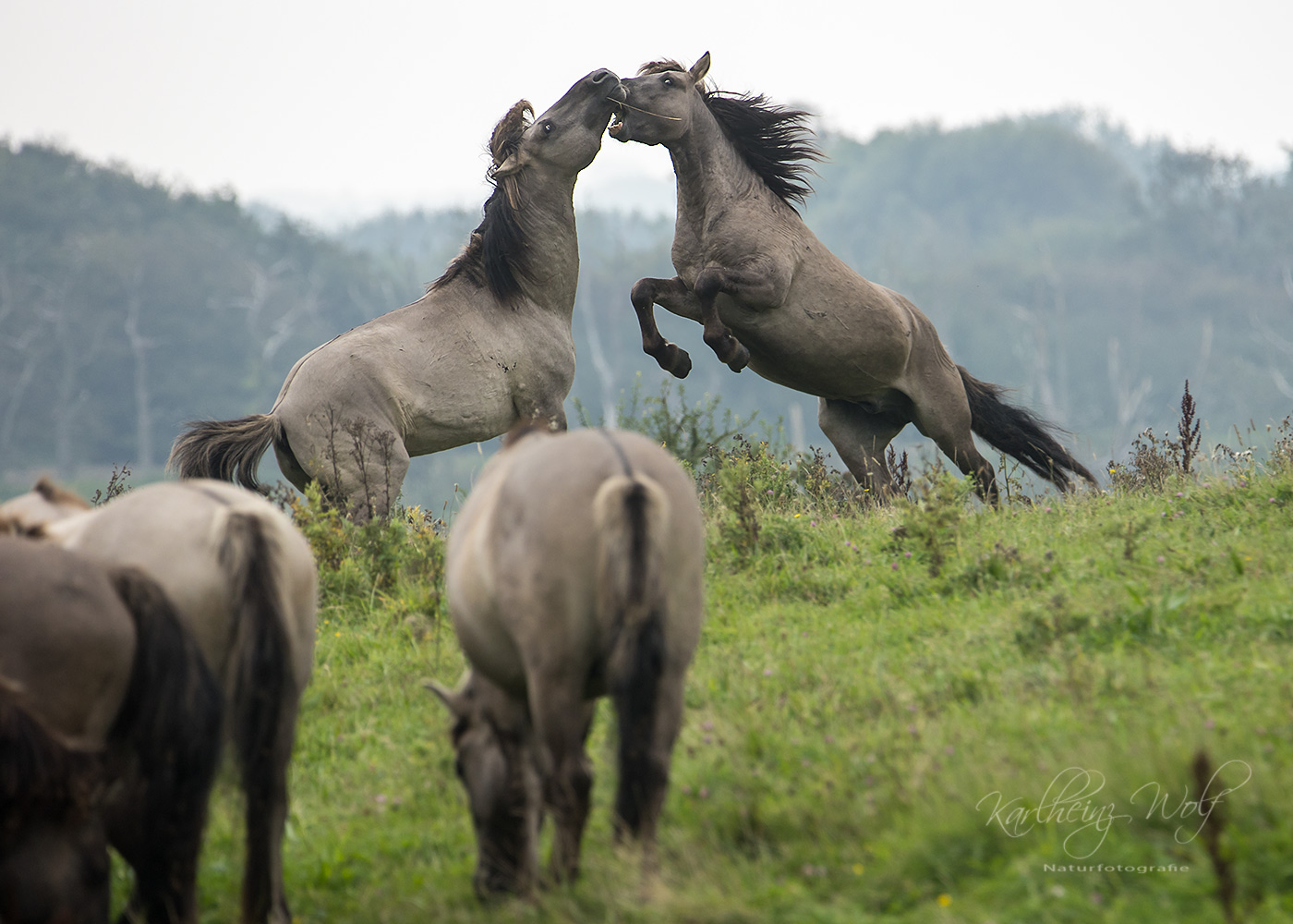 Wild horses