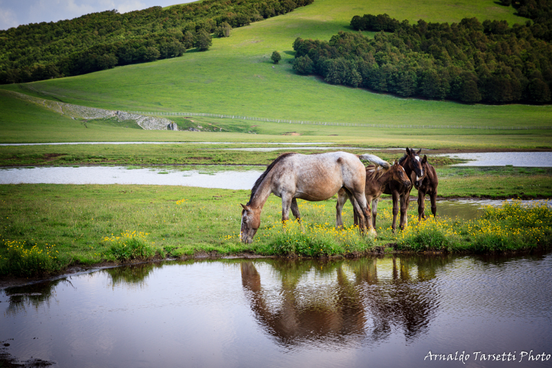 Wild Horses #2