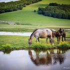 Wild Horses #2