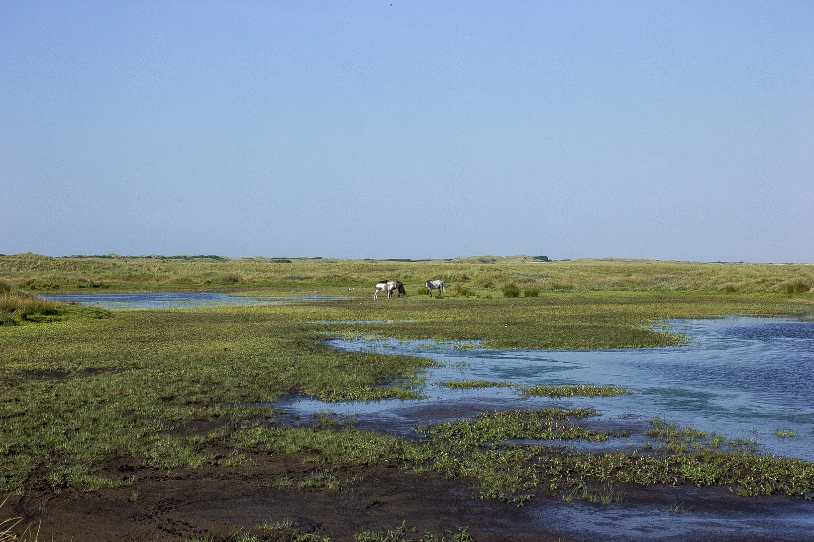 Wild horses