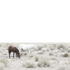 wild horses