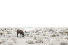 wild horses