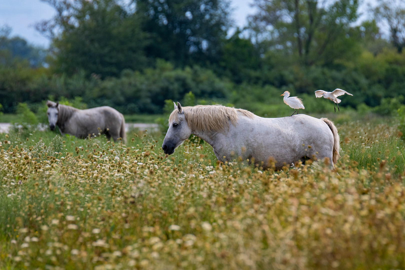 Wild Horses