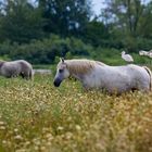 Wild Horses