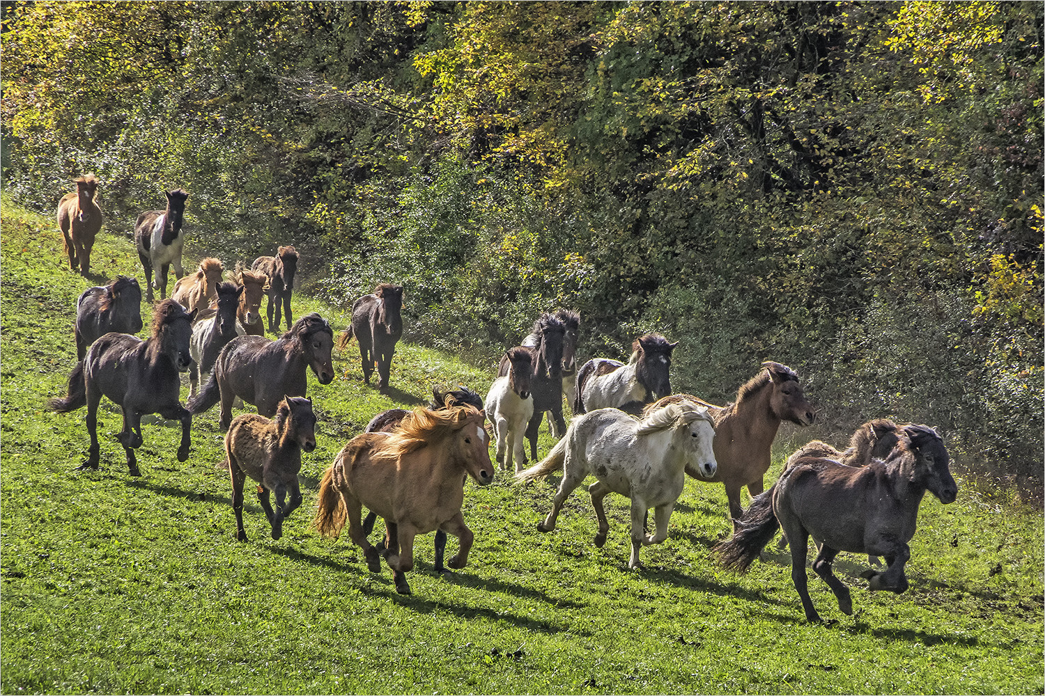  wild horses