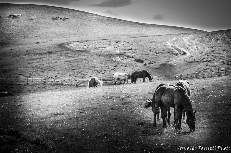 Wild Horses #3