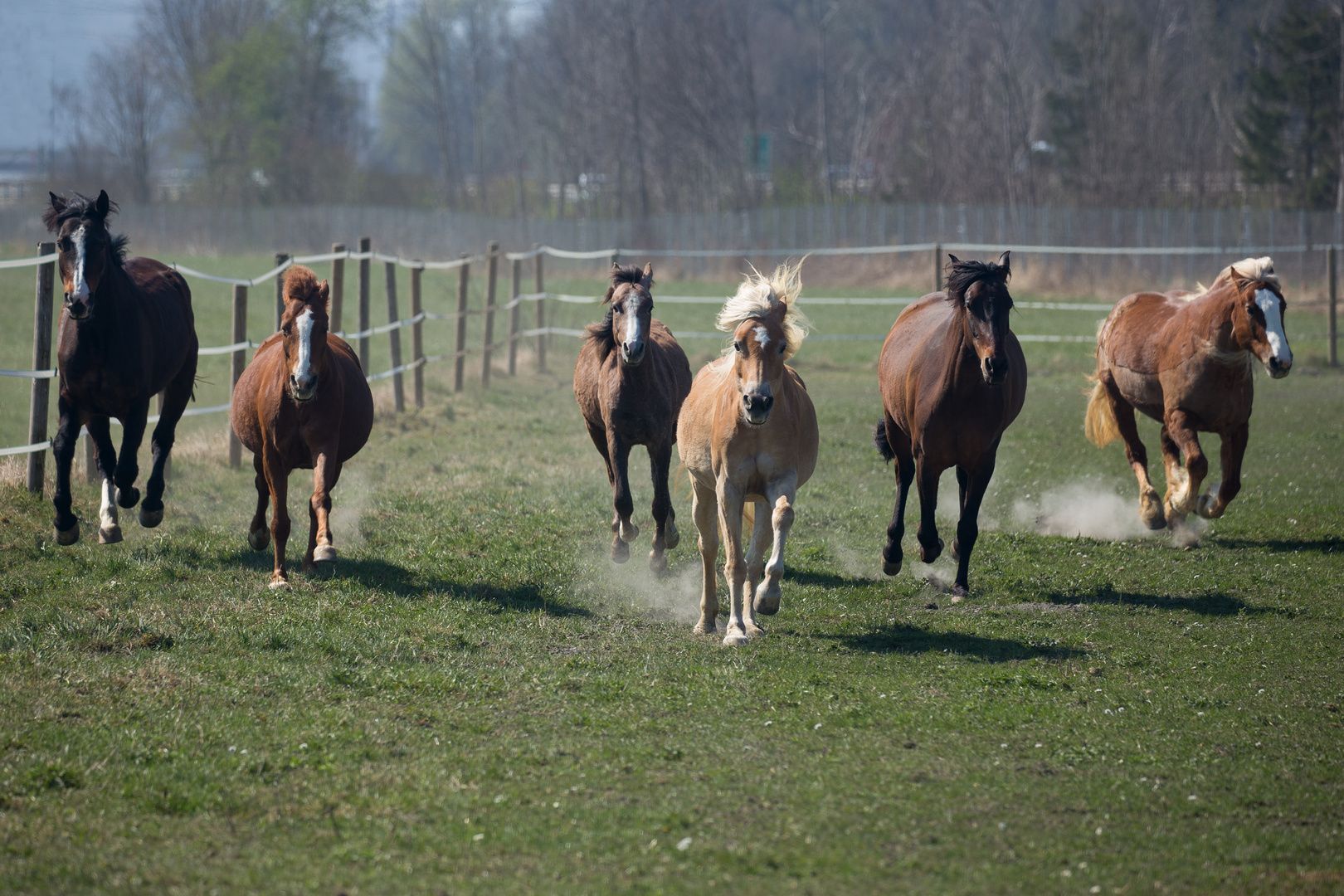 Wild horses