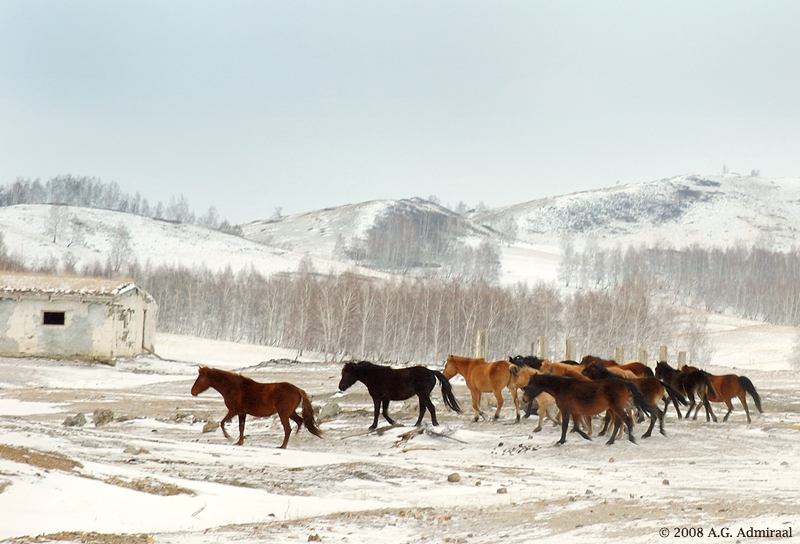 Wild Horses