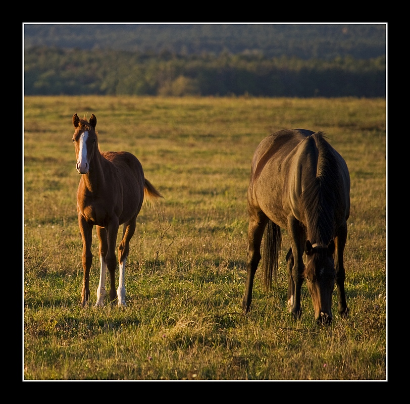 Wild Horses