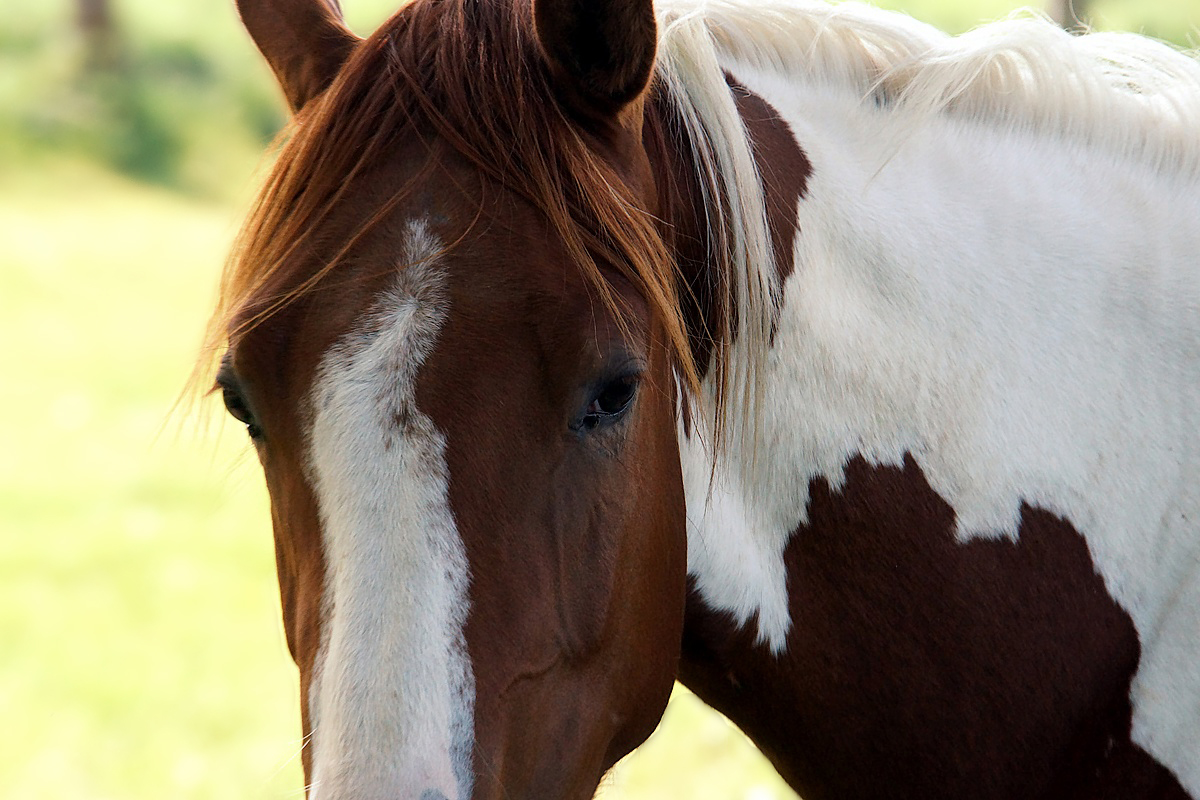 wild horses 5