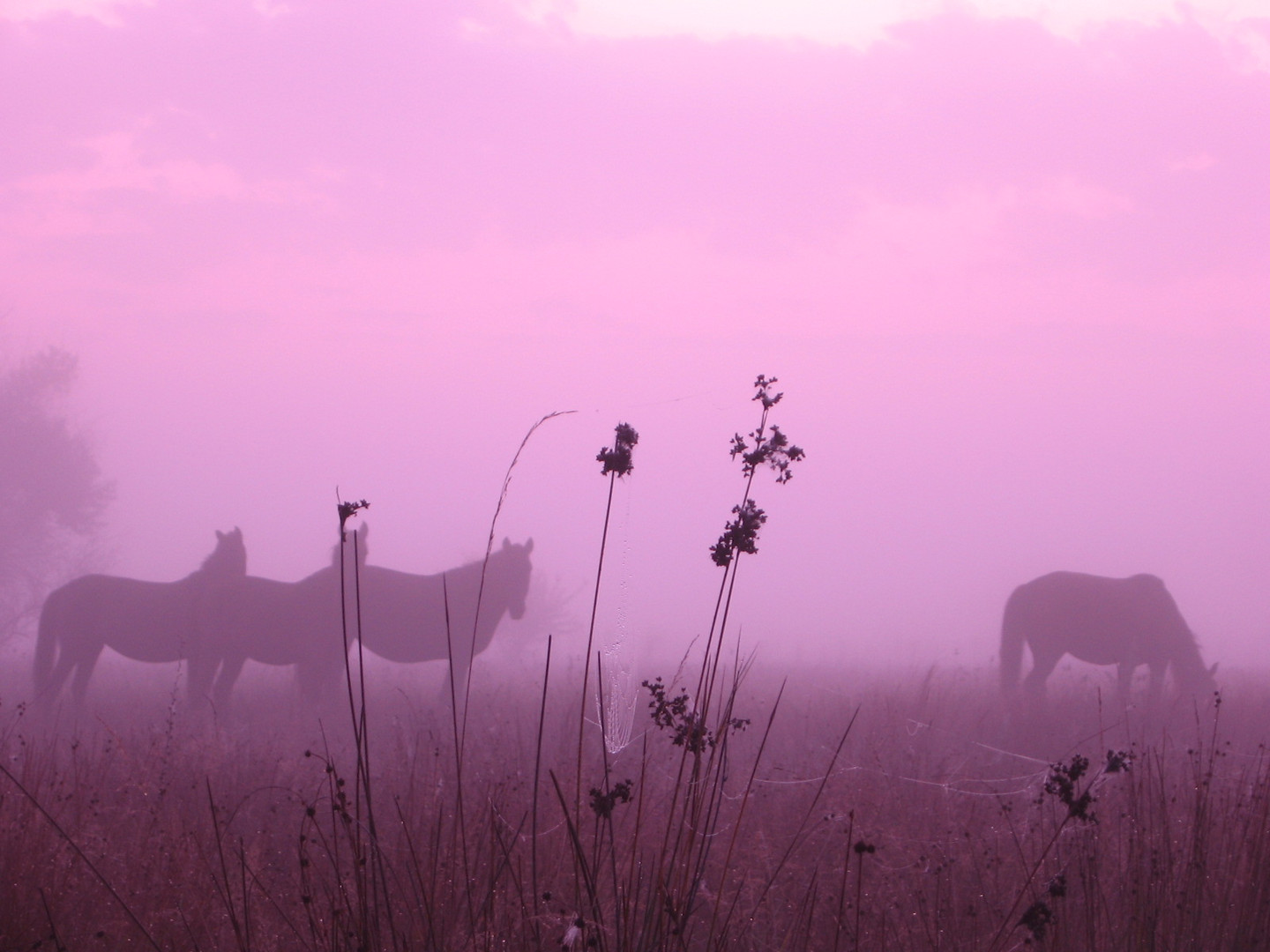 Wild horses