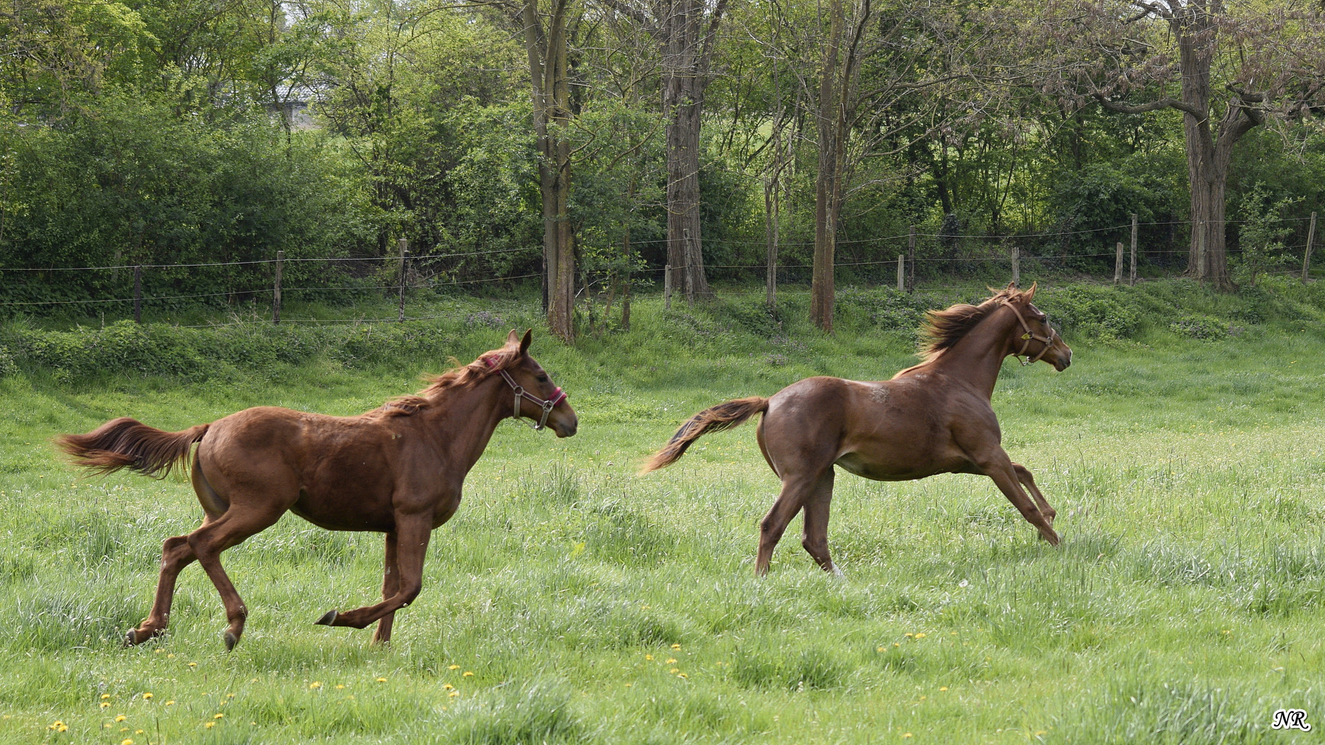 Wild Horses