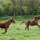 Wild Horses