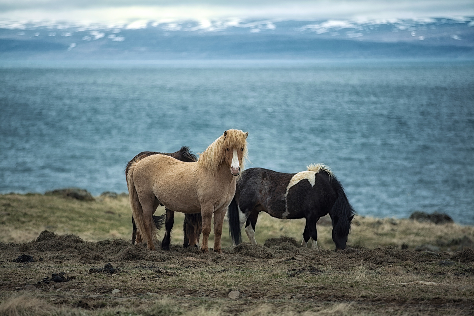 wild horses